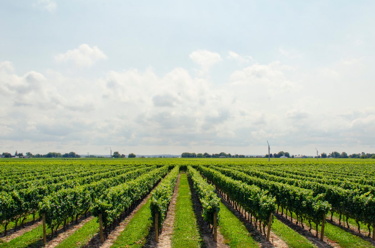 The Unorthodox Email Marketing Skills of Last Bottle Wines (And How to Get 20% CTRs)